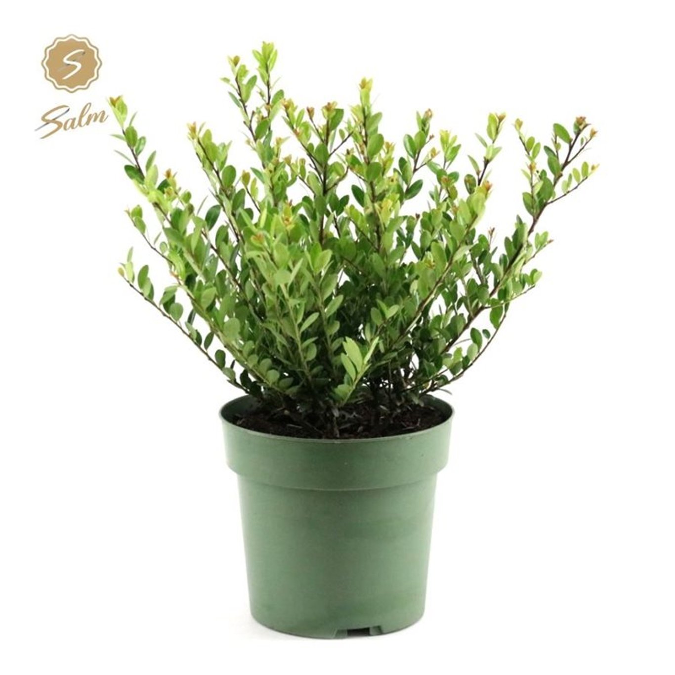 Ilex crenata 'Jenny' - C2